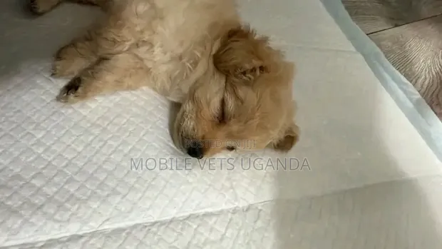 Female Purebred Maltese Puppy, 1-3 Months Old - 1