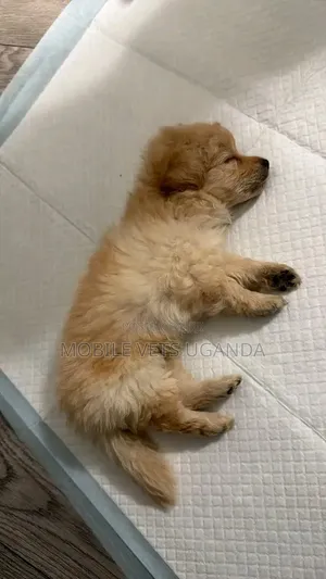Purebred Maltese Puppy - 0-1 Month Old Male