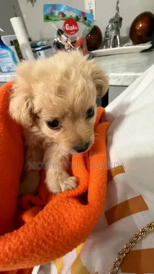1-3 Month Male Purebred Japanese Spitz Puppy