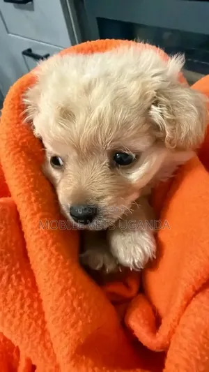 1-3 Month Male Purebred Japanese Spitz Puppy