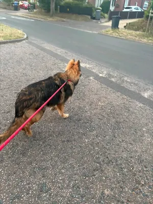 Female Purebred German Shepherd - 1+ Year Old