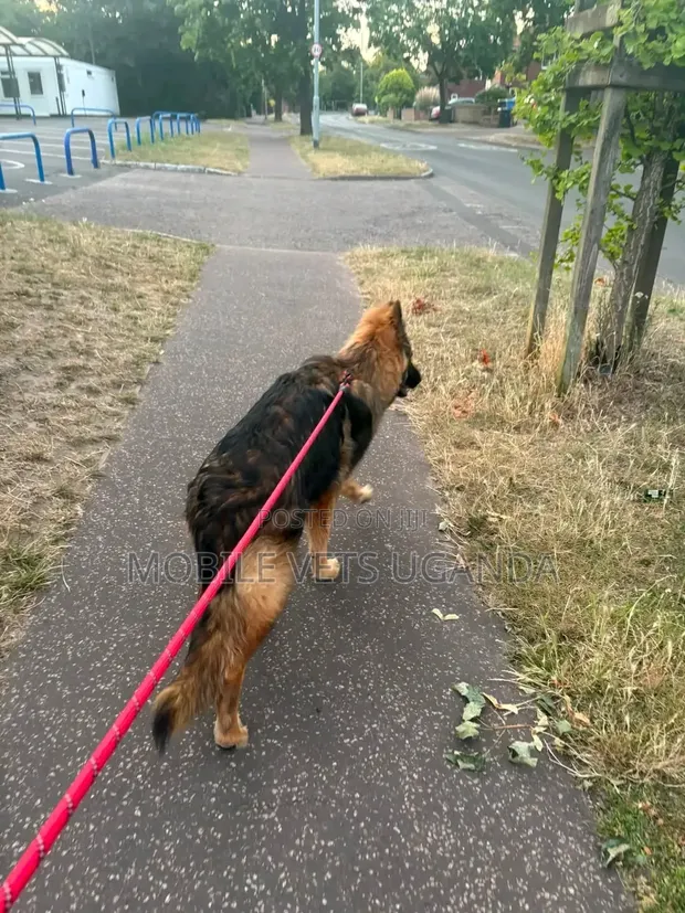 Female Purebred German Shepherd Puppy (1-3 Months) - 1