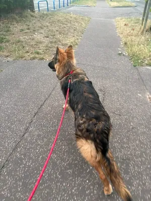 6-12 Month Male Purebred German Shepherd