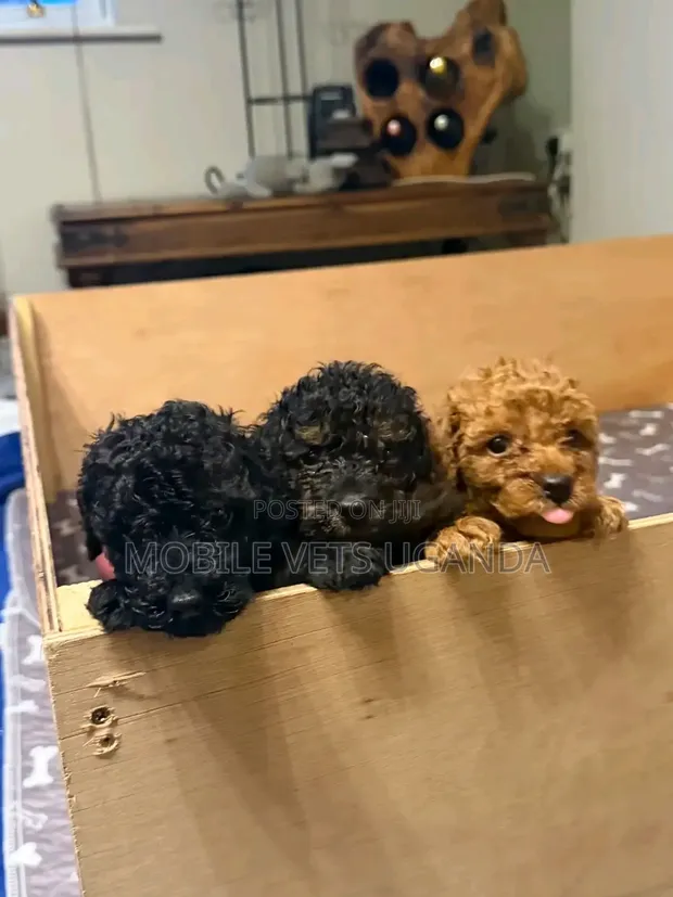 Purebred Male Maltese Puppy (1-3 Months) - 1