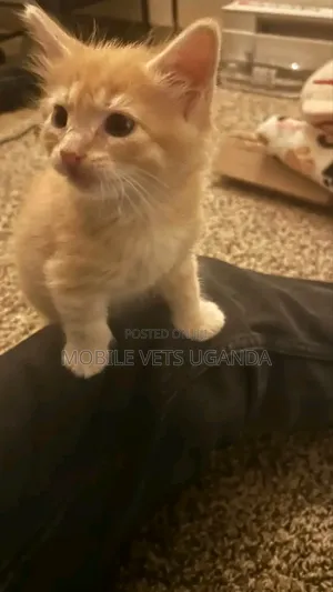 1-3 Month Male Purebred Exotic Kitten