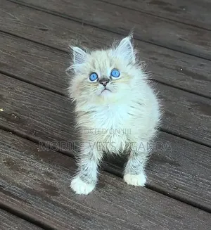 3-6 Month Male Purebred Maine Coon Kitten