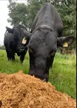 Ebikanja Beer Waste - Livestock Feed - 2