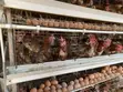 Imported Poultry Cages - 160 Bird Capacity - 1