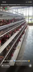 Imported Poultry Cages - 160 Bird Capacity - 2