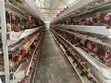 Imported Poultry Cages - 160 Bird Capacity - 3