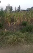 50x100ft Residential Plot for Sale in Mbarara Rwobuyenje - 1