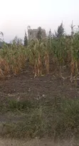 50x100ft Residential Plot for Sale in Mbarara Rwobuyenje - 2