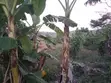 Land for Sale - Mawala, Semuto Road - 2