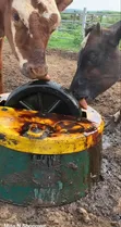 Molasses Sukali for Silage & Fertilizer - 2