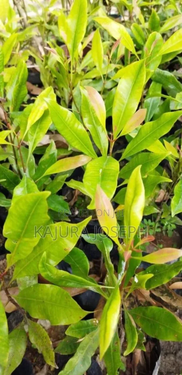 Clove Seedlings - 1
