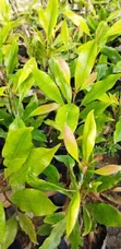 Clove Seedlings - 1