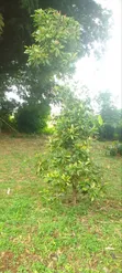 Clove Seedlings - 2