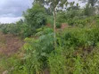 Plots for Sale: 50ft x 100ft in Semuto Town - 2