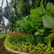 Flower Bed Designing & Flowering Services - 3