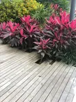 Flower Bed Designing & Flowering Services - 4