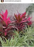 Flower Bed Designing & Flowering Services - 5