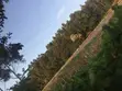 Furnished 3-Bedroom Farm House in Bombo Estate for Sale - 5