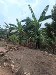 Commercial Land for Sale - 50x100ft, Nsangi - 1