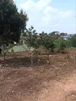 Commercial Land for Sale - 50x100ft, Nsangi - 2