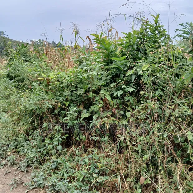 Genuine Titled Land for Sale - 50x100ft in Kakiri - 1