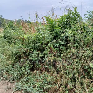 Genuine Titled Land for Sale - 50x100ft in Kakiri