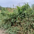 Genuine Titled Land for Sale - 50x100ft in Kakiri - 1