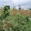 Genuine Titled Land for Sale - 50x100ft in Kakiri - 2