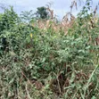 Genuine Titled Land for Sale - 50x100ft in Kakiri - 3