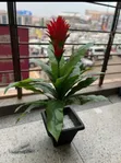 Artificial Plants for Home and Office Decoration - 1