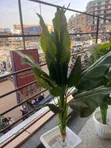 Artificial Plants for Home and Office Decoration - 2