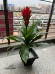 Artificial Plants for Home and Office Decoration - 4