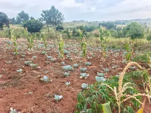 Land for Sale - Mukono Mbalala