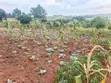 Land for Sale - Mukono Mbalala - 1