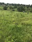 Plot for Sale - 25 Decimals, Gayaza Luyobyo - 1
