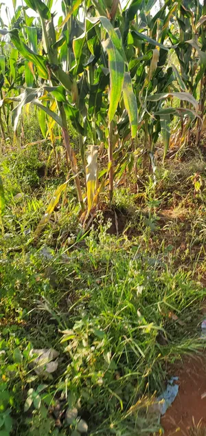 1 Acre Farmland for Sale in Kyanamukaka, Masaka