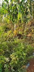 1 Acre Farmland for Sale in Kyanamukaka, Masaka - 1