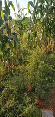 1 Acre Farmland for Sale in Kyanamukaka, Masaka - 2