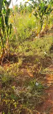 1 Acre Farmland for Sale in Kyanamukaka, Masaka - 3