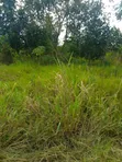 Land for Sale in Kabimbiri Kibamba - 2