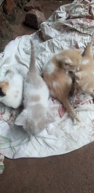 Female Purebred American Curl Kitten (1-3 Months)