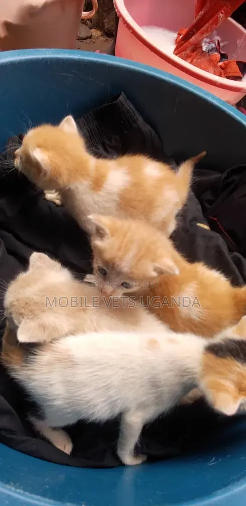 Female Purebred Bombay Kitten (1-3 Months) - 1