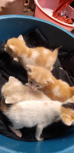 Female Purebred Bombay Kitten (1-3 Months)