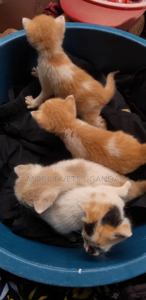 Female Purebred Abyssinian Kitten (1-3 Months) - 1