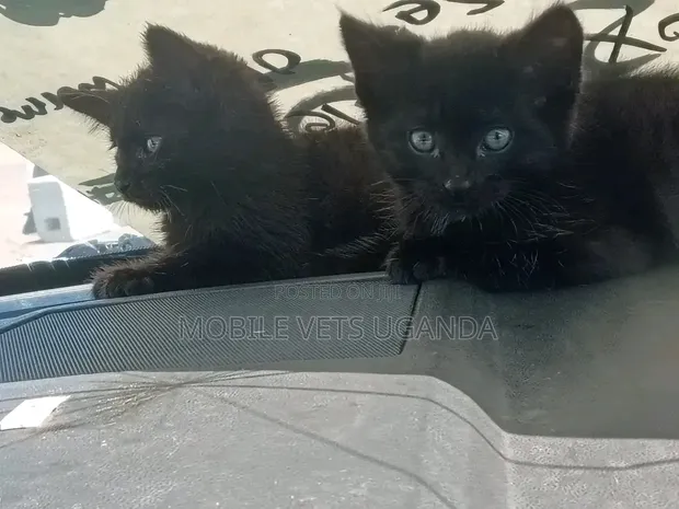 3-6 Month Male Purebred American Bobtail Kitten - 1
