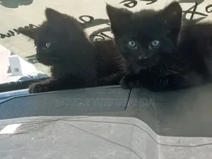 3-6 Month Male Purebred American Bobtail Kitten